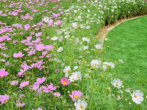 宇宙之花攻佔北美館 波斯菊花海夢幻登場
