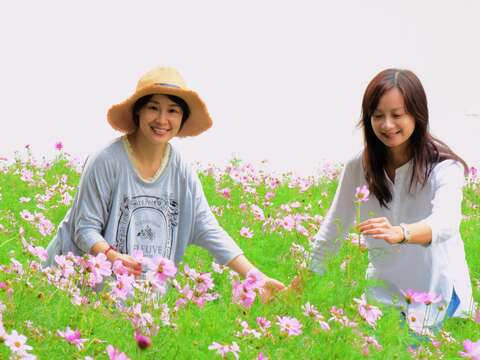宇宙之花攻佔北美館 波斯菊花海夢幻登場