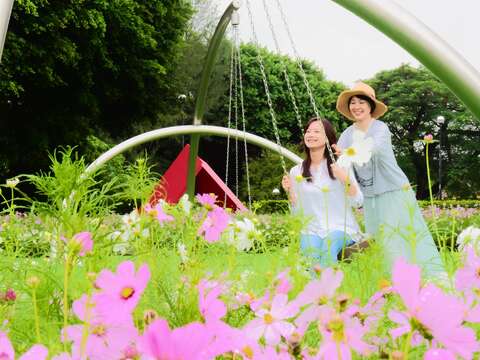 宇宙之花攻佔北美館 波斯菊花海夢幻登場