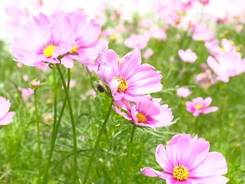 宇宙之花攻佔北美館 波斯菊花海夢幻登場
