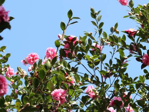 茶梅開花現況