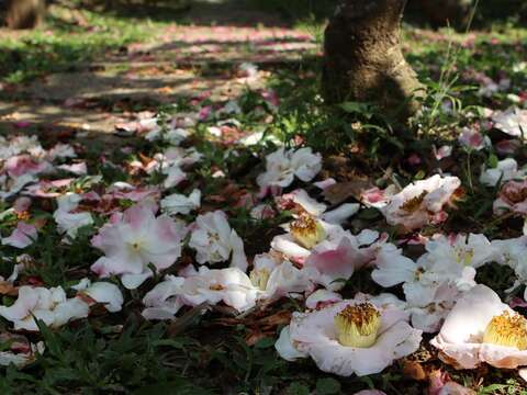 茶梅盛開時，樹下常常有一片美麗的花瓣地毯
