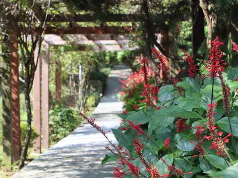紅樓花開花現況