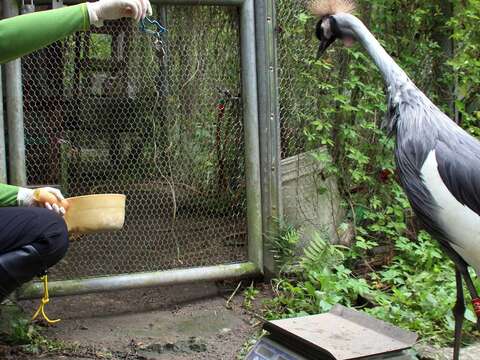 保育員運用動物訓練技巧、正向鼓勵的方式，引導幼鶴們自己站上磅秤