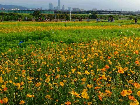 DOED: Cosmos Flowers in full bloom at Riverside Park