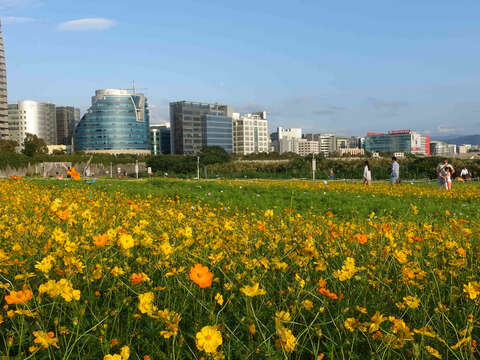 DOED: Cosmos Flowers in full bloom at Riverside Park