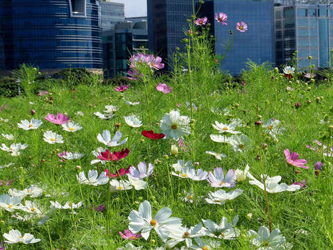 DOED: Cosmos Flowers in full bloom at Riverside Park