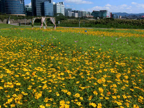 DOED: Cosmos Flowers in full bloom at Riverside Park