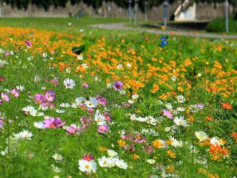 DOED: Cosmos Flowers in full bloom at Riverside Park