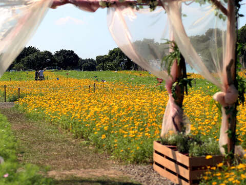 DOED: Cosmos Flowers in full bloom at Riverside Park