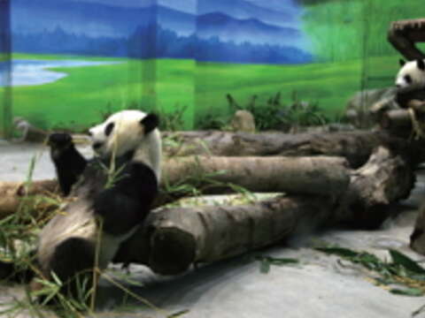臺北市立動物園專為大貓熊量身打造的展示場,讓團團、圓圓住得舒服又健康。(攝影/王能佑)