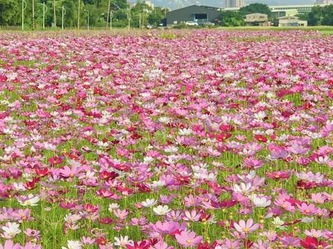 關渡秘境花海