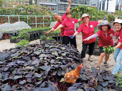 士林區德行里「繽紛農趣」在城市中尋得一方土地，里民當起快樂的城市農夫。（攝影／王漢順）
