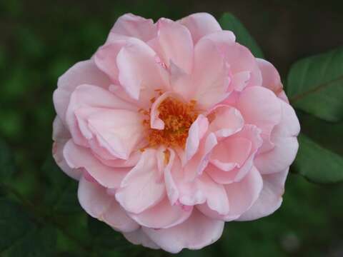 玫瑰品種聖埃澤布加