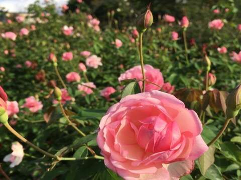 玫瑰品種櫻鏡