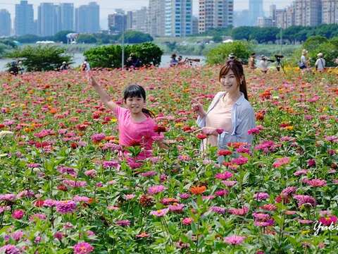 台北の河岸で今年最後の花畑 活力が花盛り