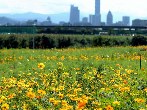 台北の河岸で今年最後の花畑 活力が花盛り
