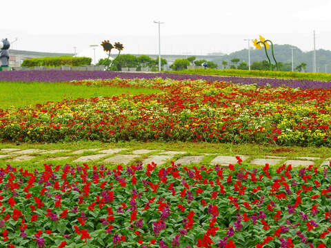 台北の河岸で今年最後の花畑 活力が花盛り