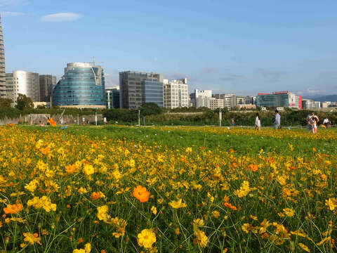 La temporada de floración en los parques ribereños de Taipei