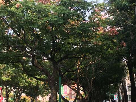 忠誠公園側臺灣欒樹大道