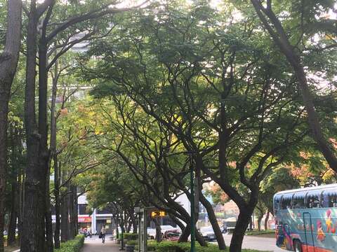 四色欒樹變裝秀 忠誠公園好紓壓