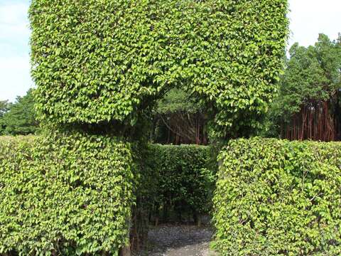 迷宮花園迷宮入口