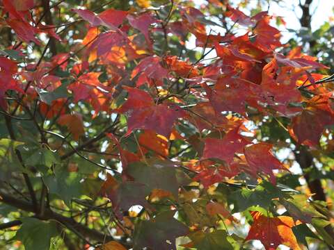 銀杏、楓葉紛變色 陽明山一片紅黃燦爛