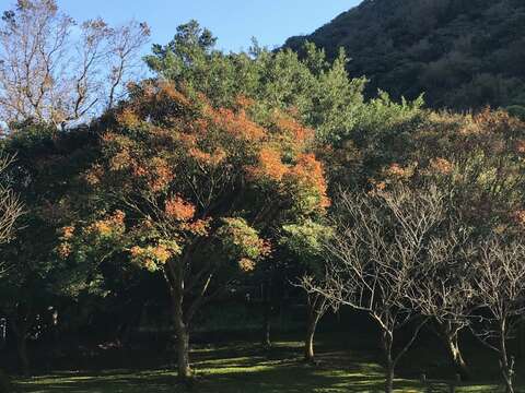 湖山綠地-楓