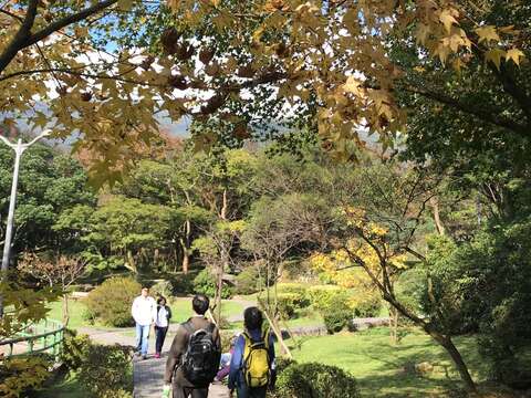前山公園籃球場附近的楓葉