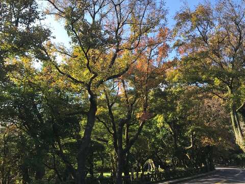 前山公園的楓葉