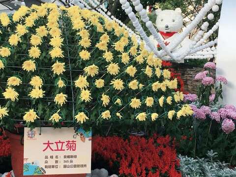 熊讚喬裝北極熊 市府松壽廣場戲雪菊