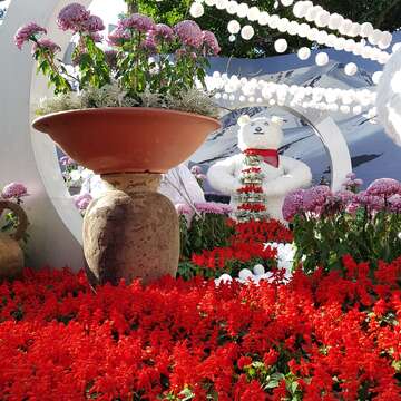 熊讚喬裝北極熊 市府松壽廣場戲雪菊