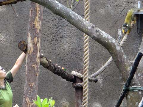 保育員準備了黑冠松鼠猴愛吃的食物，鼓勵牠們到熱帶雨林區戶外活動場探索