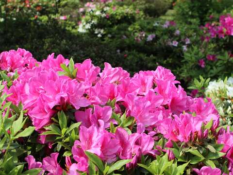 以花佐生活 花卉試驗中心春季園藝課開放報名