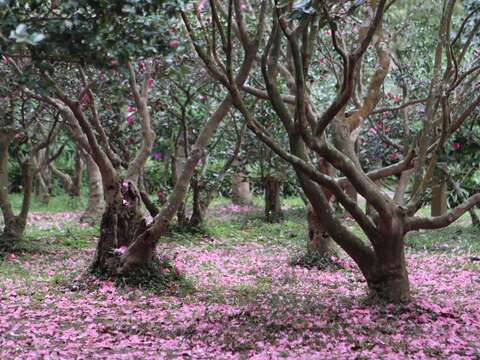以花佐生活 花卉試驗中心春季園藝課開放報名