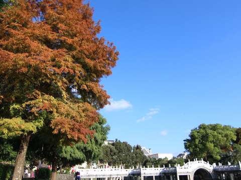 碧湖公園九曲橋頭的落羽杉。