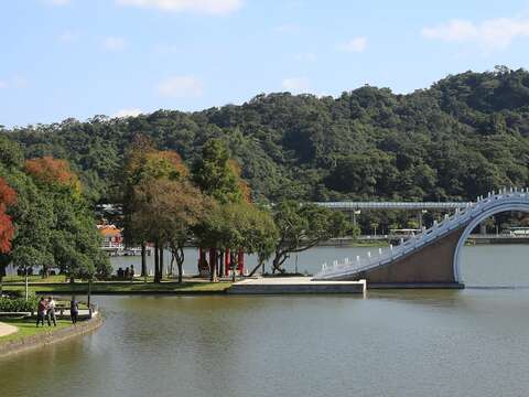 大湖公園的落羽杉已經開始變色。