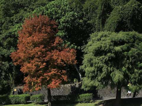 碧湖公園九曲橋頭的落羽杉(左)與墨西哥落羽杉(右)。