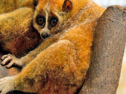 小懶猴目前已被IUCN自然生態保育聯盟列為Vulnerable易危的保育類動物