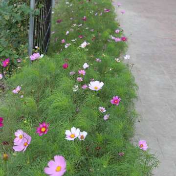 聖誕節賞花番外篇 鐵線蓮藏身臺北玫瑰園