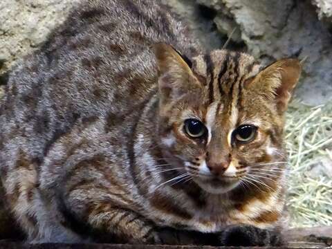 由特生中心北上到動物園的「石虎保育代言人-小母」