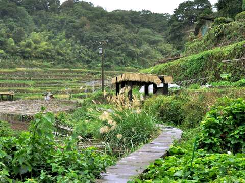 穿梭農田中的石板步道