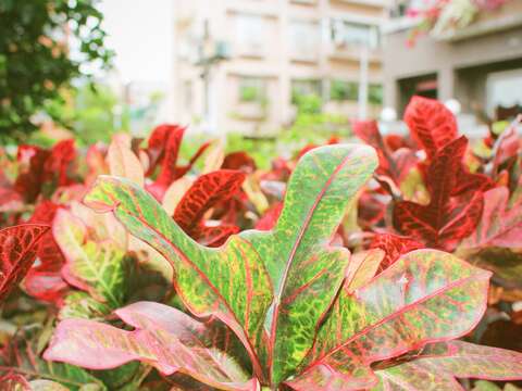 變葉木葉色富於變化，有黃、紅、紫紅、橙紅、綠、褐黃等
