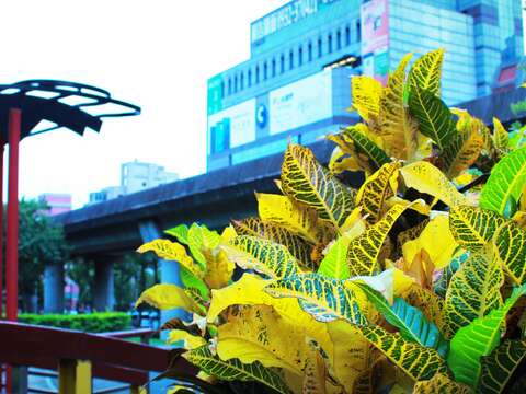 變葉木可用於綠籬、庭園配植及道路美化等