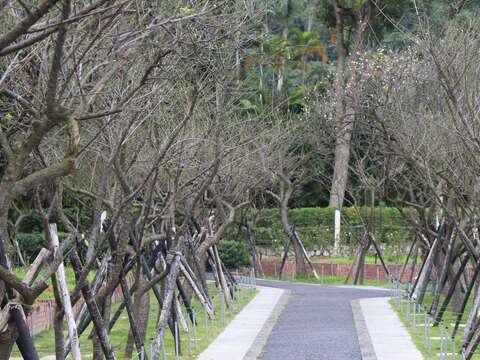 不畏寒風吐芬芳 士林官邸「梅」麗綻放