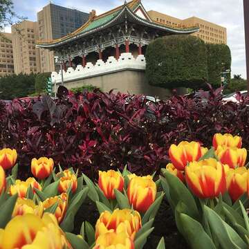鬱金香花道圍古城 景福門展現中西混血景觀