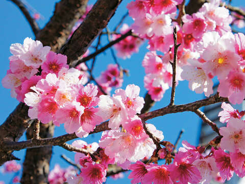 在台北也能欣賞粉紅美麗的櫻姿。（攝影／許宜容）