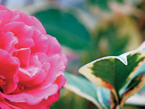 花卉試驗中心的嬌豔茶花近期正是觀賞期。（圖／台北市工務局公園路燈工程管理處提供）