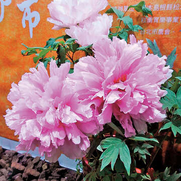 牡丹自古象徵富貴，配合年節喜氣十分應景。（圖／台北市產業發展局提供）