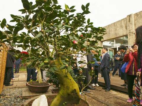 萬人賞花,你錯過嗎?臺北茶花展1/20謝幕 本週末500株茶花相送 3張發票即可換得